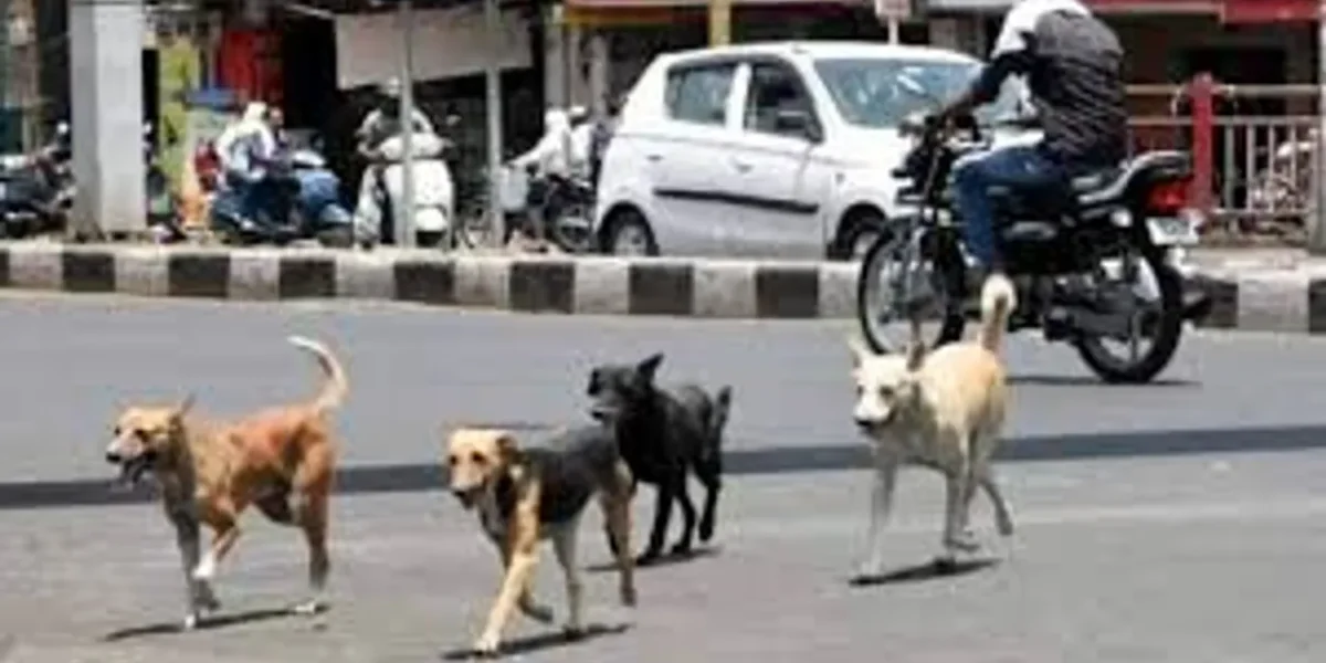 Gujarat sets rules for housing societies for pets and stray dogs