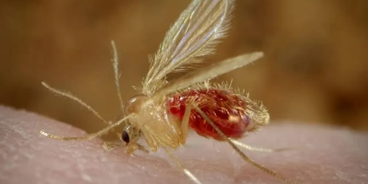 Gujarat govt wants pre-monsoon action against sand flies