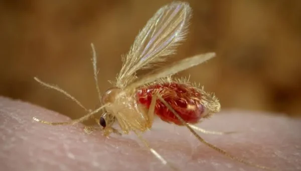 Gujarat govt wants pre-monsoon action against sand flies