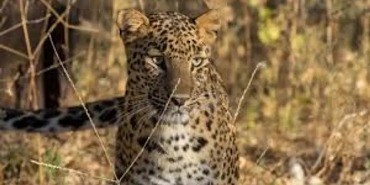 Leopard mistakes Maharashtra woman as prey, attacks her, drags body for 100 ft
