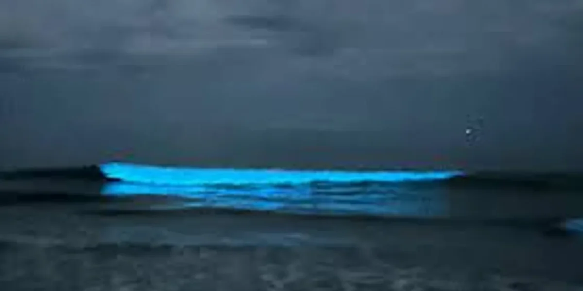 Chennai Beach Illuminated by glowing blue waves at night