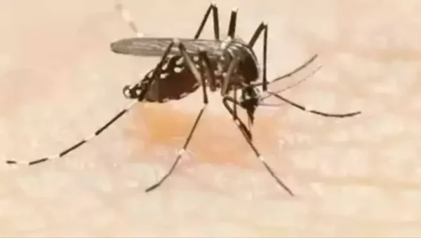 Dengue cases climb to 175 in Gurugram, 4 new cases confirmed