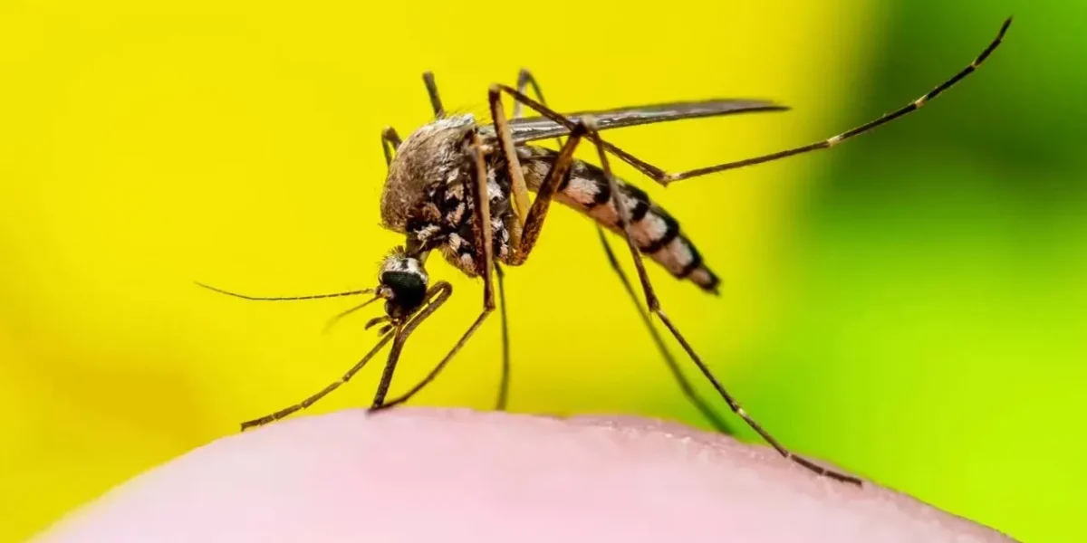 Panchkula DC orders intensified efforts as dengue cases climb to 1,230