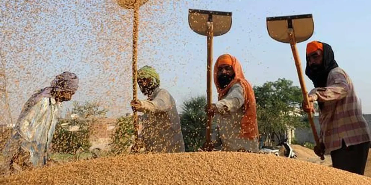 Farmers relieved as Jamnagar’s Hapa Market starts purchasing groundnuts at MSP