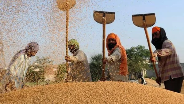 Farmers relieved as Jamnagar’s Hapa Market starts purchasing groundnuts at MSP