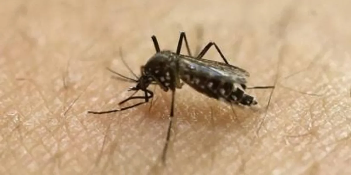 Mumbai records highest number of Chikungunya cases in 3 years