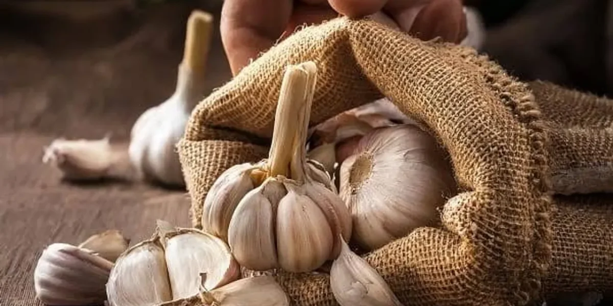 Garlic prices skyrocket in Bharuch as winter boosts demand