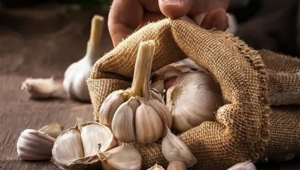 Garlic prices skyrocket in Bharuch as winter boosts demand