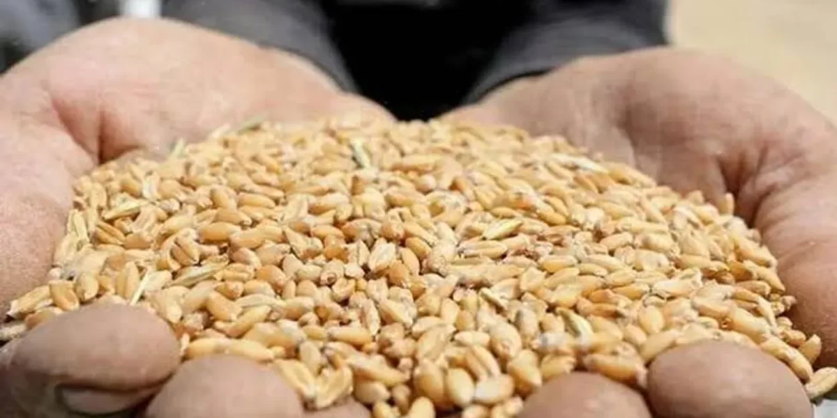 Australia raises wheat production forecast by 60,000 tons