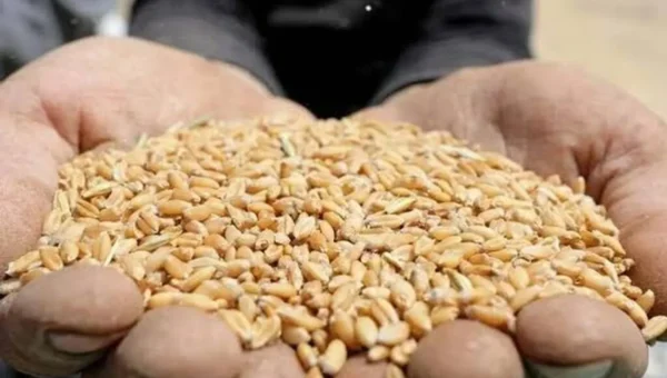 Australia raises wheat production forecast by 60,000 tons