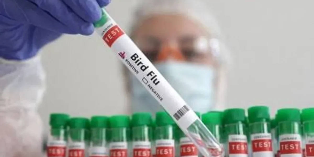Severe case of Bird Flu rise in The US