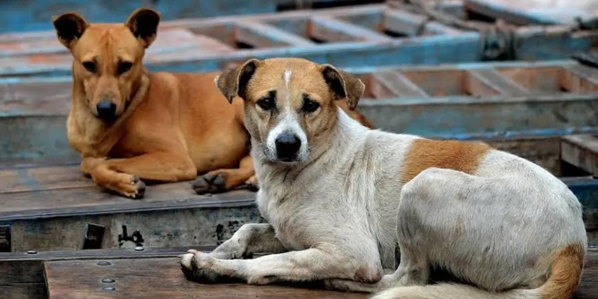 Thane civic body to vaccinate 10,000 stray dogs in campaign to tackle rabies