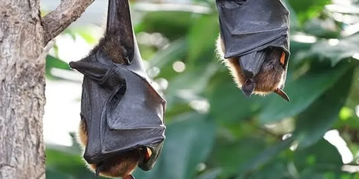 Wuhan virologists identify new coronavirus in bats