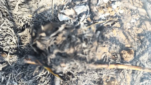Bharuch: Burnt human skeleton found in sugarcane field near Karad Village