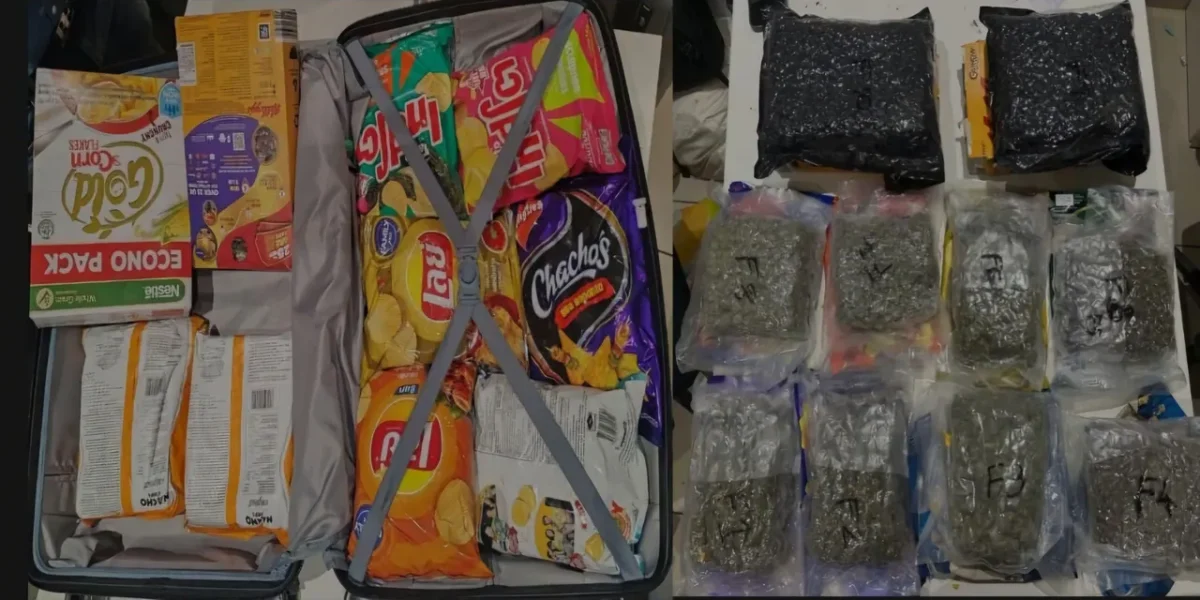 DRI seizes 39.24 kg hydroponic cannabis from Bangkok fliers at Ahmedabad airport