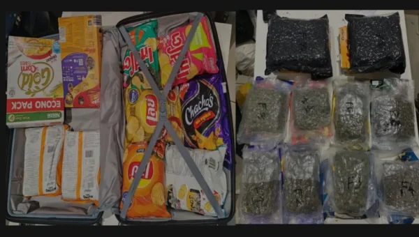 DRI seizes 39.24 kg hydroponic cannabis from Bangkok fliers at Ahmedabad airport