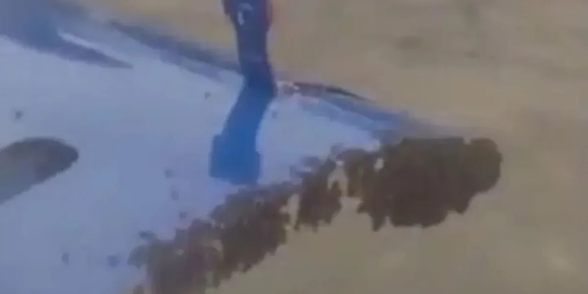 Bee Attack Delays IndiGo Flight at Surat Airport