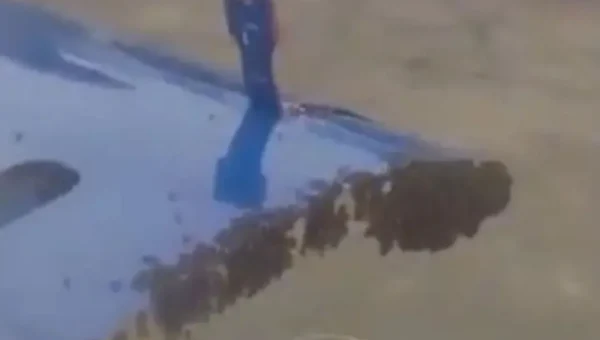 Bee Attack Delays IndiGo Flight at Surat Airport