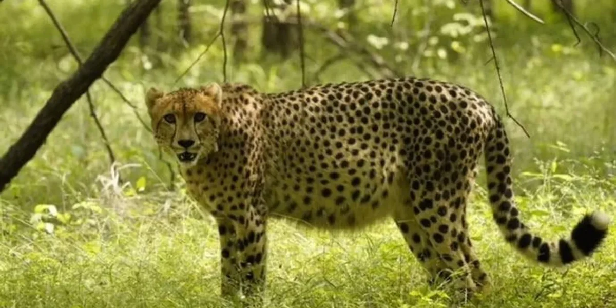 Namibian cheetah, 8, dies in Kuno National Park week after getting injured