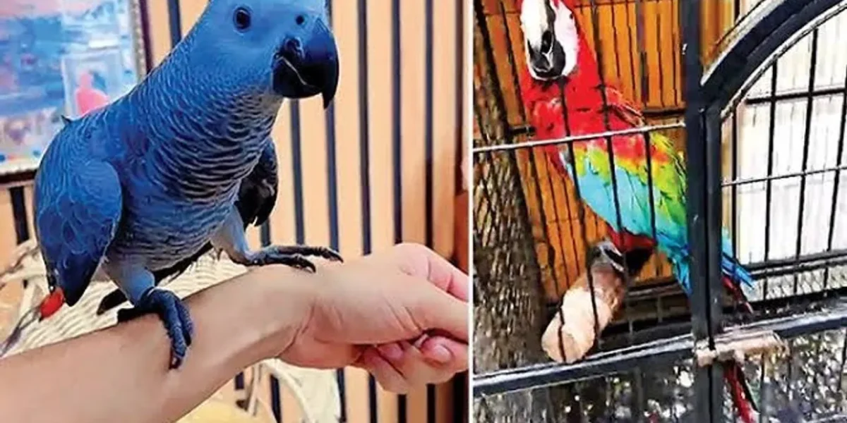 Exotic parrots worth ₹17 lakh recovered in Ahmedabad