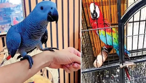 Exotic parrots worth ₹17 lakh recovered in Ahmedabad