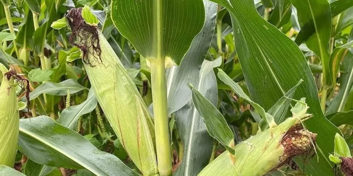India may import US corn for ethanol production as trade talks advance