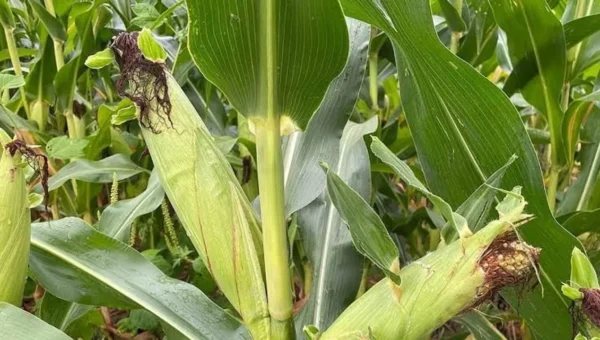 India may import US corn for ethanol production as trade talks advance