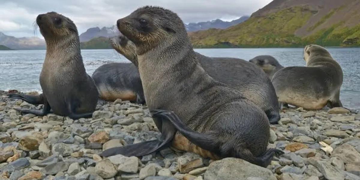 Bird Flu likely cause of death for hundreds of seal pups on sub-Antarctic island