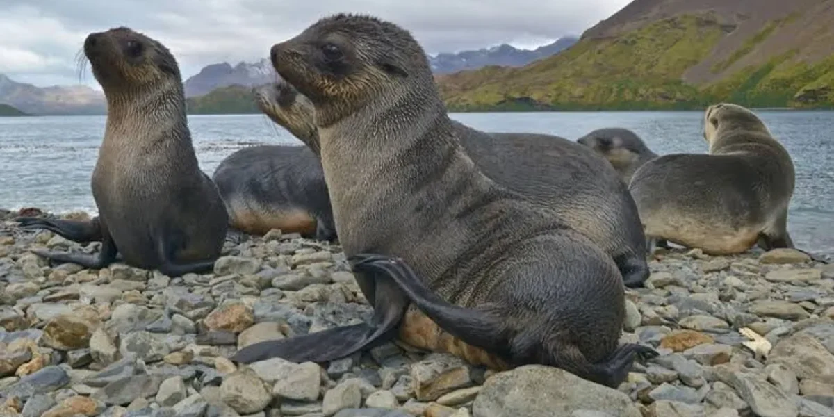 Bird Flu likely cause of death for hundreds of seal pups on sub-Antarctic island