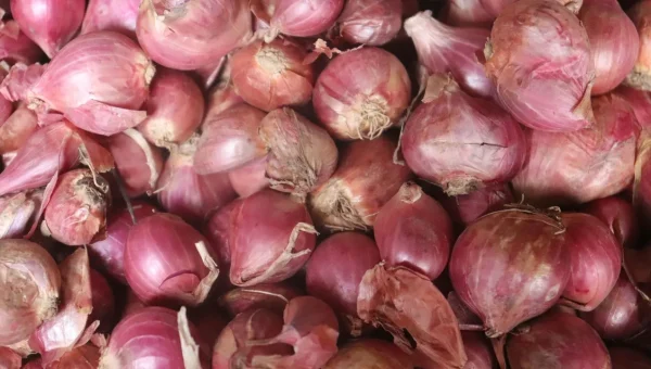Prices of onions drop drastically due to unseasonal rains, farmers in distress
