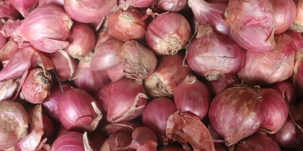 Prices of onions drop drastically due to unseasonal rains, farmers in distress