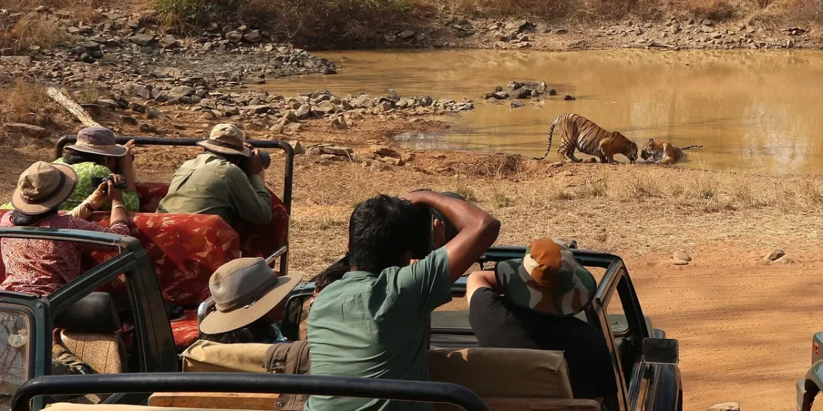 Supreme Court limits tiger safaris to non-forest land, bans night tourism