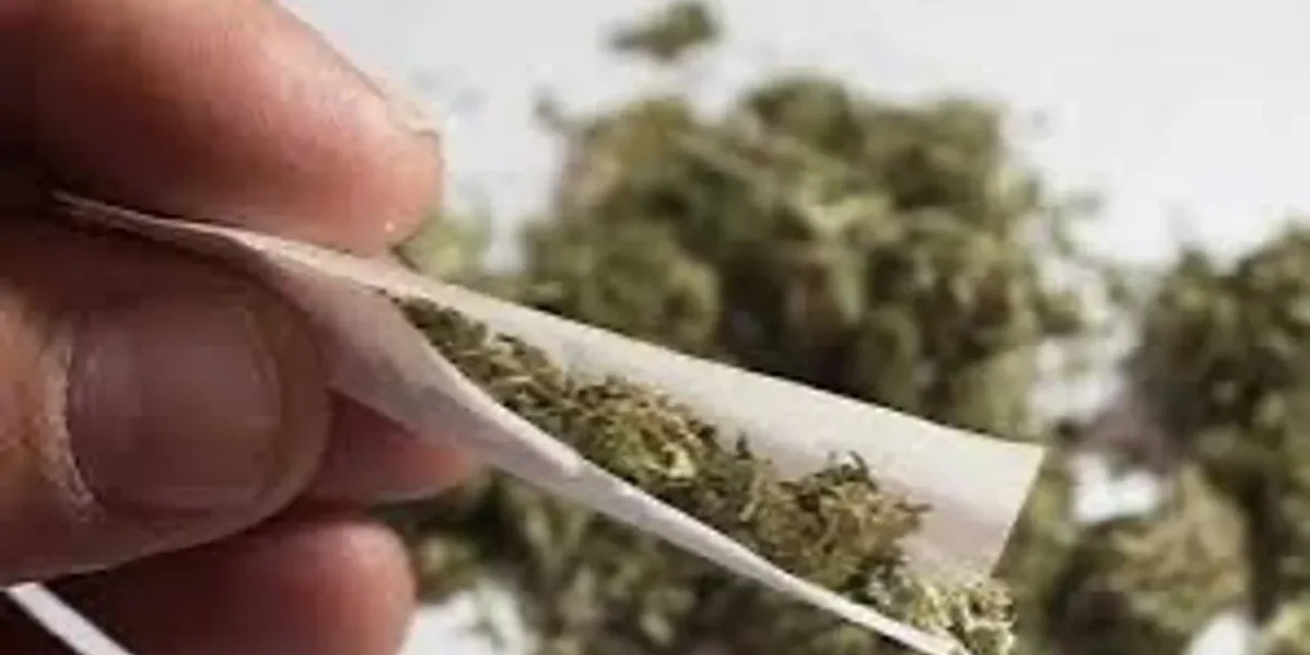 Ahmedabad SOG raid seizes 7 kg of marijuana, 3 detained