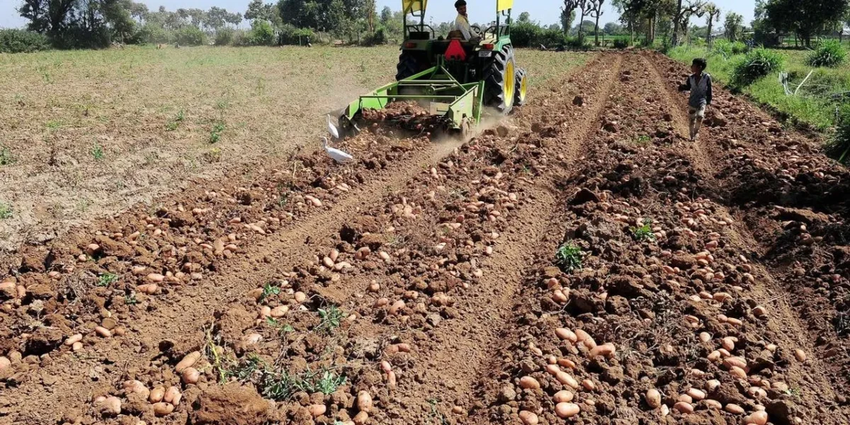 Gujarat becomes fourth-largest potato producer in India, sowing up by 13% this season