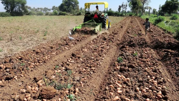 Gujarat becomes fourth-largest potato producer in India, sowing up by 13% this season