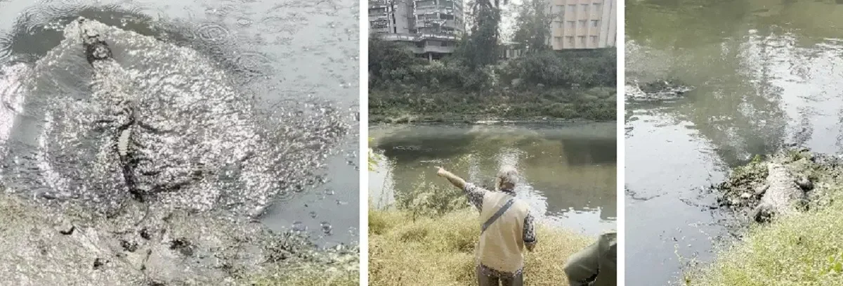 Vadodara officially turns ‘crocodile city’ as 417 crocs dominate Vishwamitri River, 103 spotted in just 2 km stretch