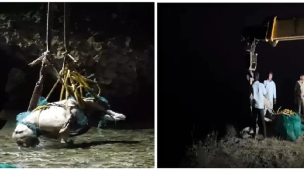 Asiatic Lion’s Life Cut Short in 50-Foot Fall Near Diu Fort, Expansion Turns Fatal Beyond Gir National Park