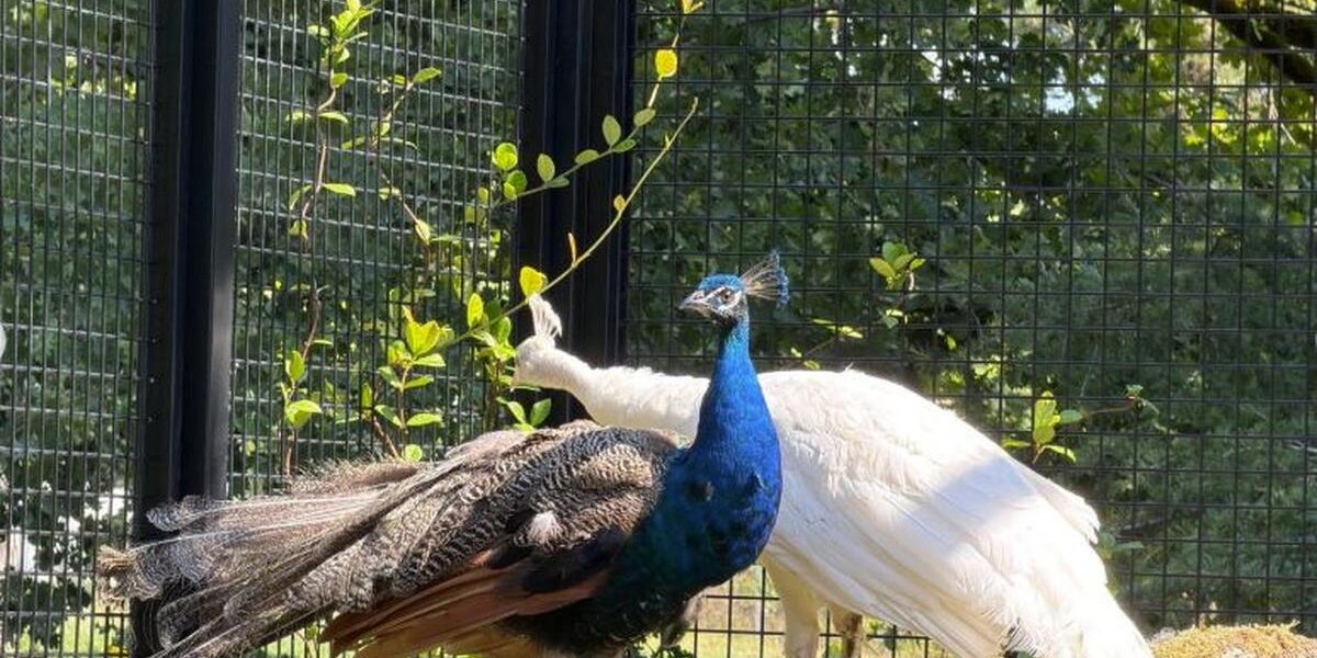 Feathers of Friendship: India Gifts Five Peacocks to UN Geneva