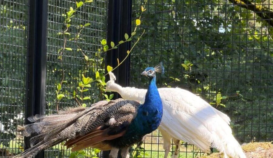Feathers of Friendship: India Gifts Five Peacocks to UN Geneva