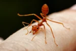 Red Ant Bite? Avoid Scratching and Try These Simple Remedies