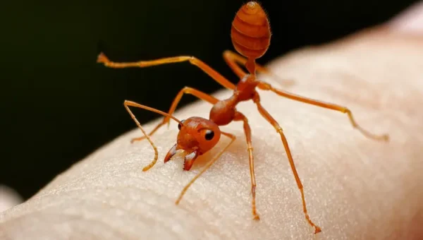 Red Ant Bite? Avoid Scratching and Try These Simple Remedies