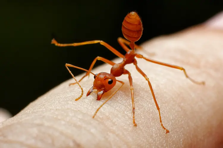 Red Ant Bite? Avoid Scratching and Try These Simple Remedies