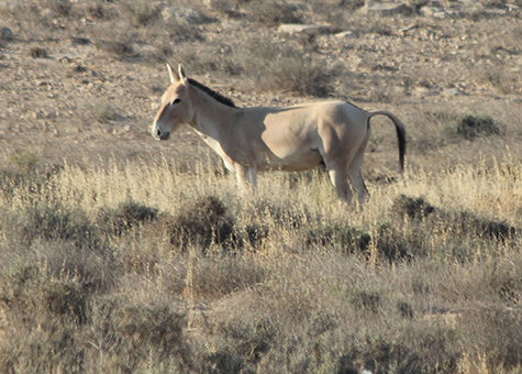 28 Wild Donkeys Transformed Israel’s Desert Into an Oasis After 44 Years