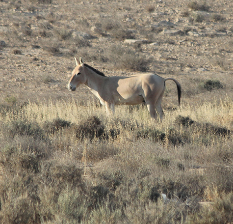 28 Wild Donkeys Transformed Israel’s Desert Into an Oasis After 44 Years