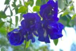 Aparajita: More Than Just a Beautiful Flower, This Ayurvedic Plant Has Several Traditional Uses