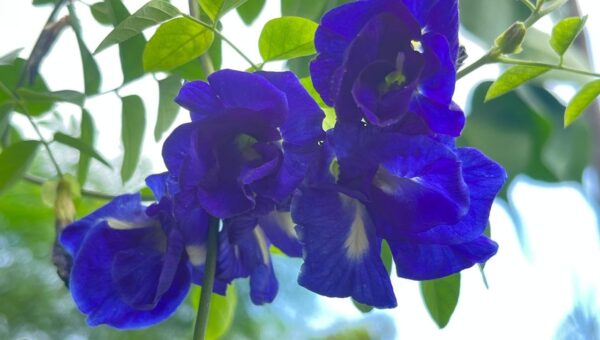 Aparajita: More Than Just a Beautiful Flower, This Ayurvedic Plant Has Several Traditional Uses