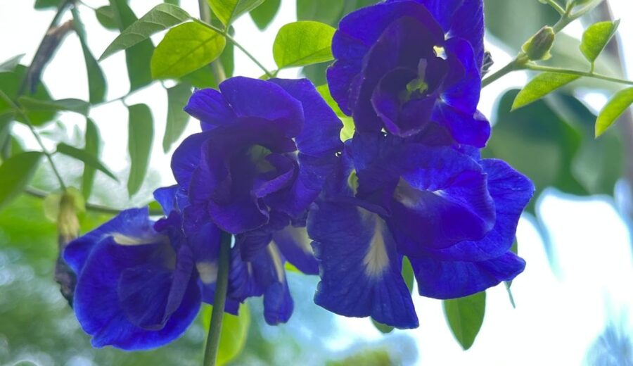 Aparajita: More Than Just a Beautiful Flower, This Ayurvedic Plant Has Several Traditional Uses