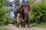 Elephant Madhuri Returns to Kolhapur After Over a Year of Treatment at Vantara