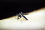 Dengue Cases Raise Concern Ahead of Ekta Parade, 21 BSF Personnel Test Positive in Gujarat